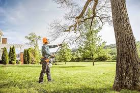 How Our Tree Care Process Works  in Normandy, MO